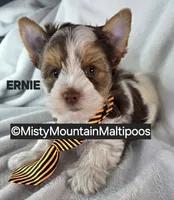 ERNIE, a male Biewer for sale in Spring City, TN – 3 of 10