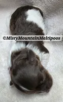 DOS, a male Maltipoo and Biewer for sale in Spring City, TN – 3 of 7