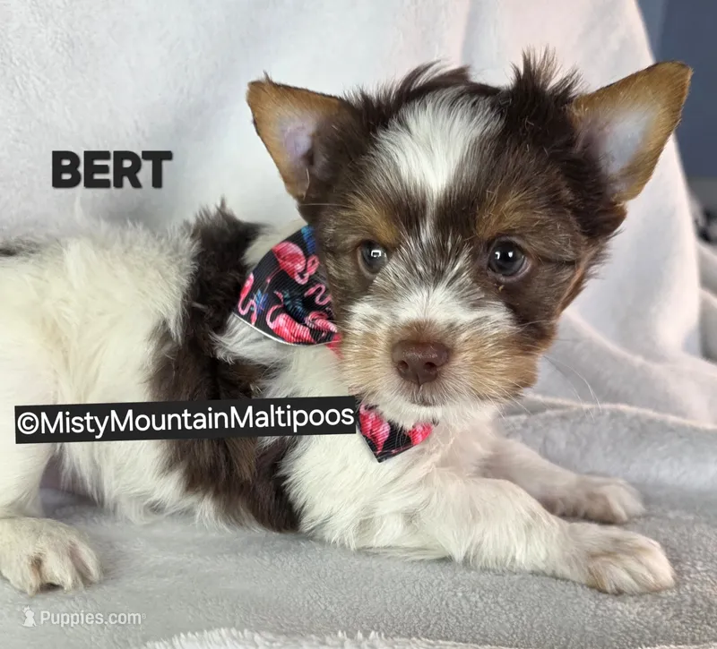 BURT – Biewer puppy for sale in Spring City, TN