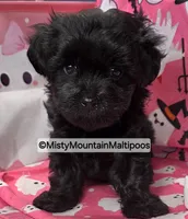 Frass, a male Maltipoo for sale in Spring City, TN – 3 of 10