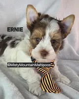 ERNIE, a male Biewer for sale in Spring City, TN – 9 of 10