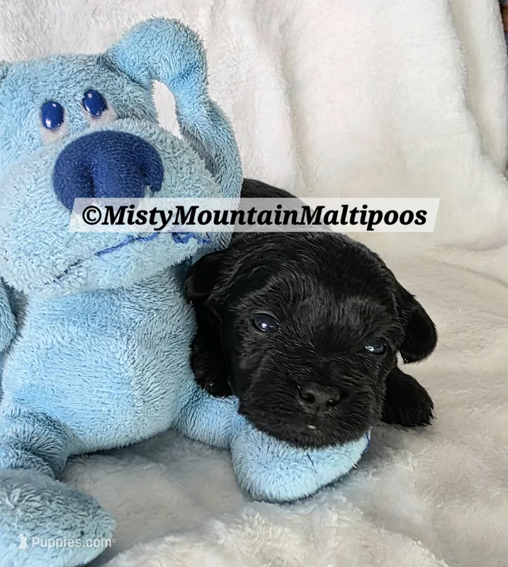 Frass – Maltipoo puppy for sale in Spring City, TN