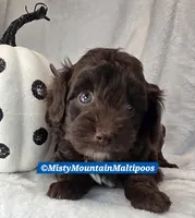 CADBURY, a male Maltipoo and Biewer for sale in Spring City, TN – 3 of 10