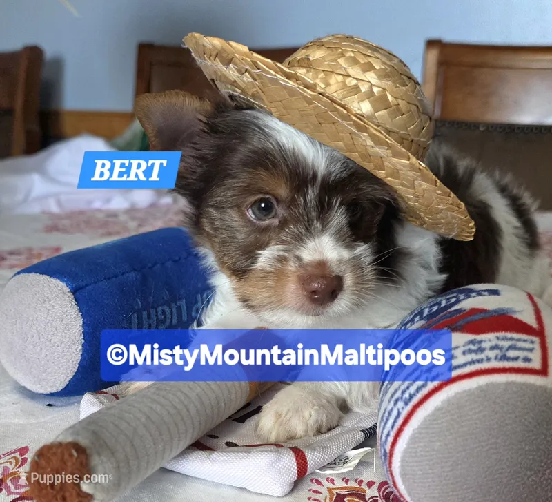 Price Reduced! BERT – Biewer puppy for sale in Spring City, TN