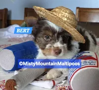 Price Reduced! BERT, a male Biewer for sale in Spring City, TN – 1 of 10