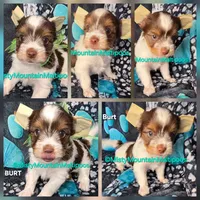 BURT, a male Biewer for sale in Spring City, TN – 9 of 10