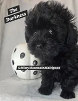 The Darkness, a male Maltipoo for sale in Spring City, TN – 5 of 10