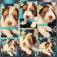 ERNIE, a male Biewer for sale in Spring City, TN – 10 of 10