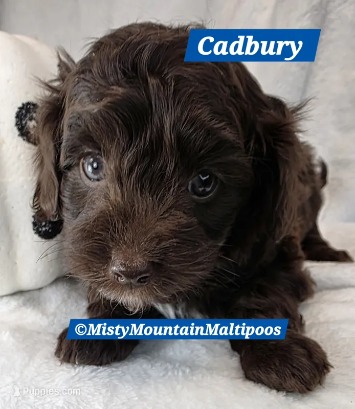 CADBURY – Maltipoo, Biewer puppy for sale in Spring City, TN