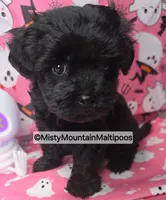 Frass, a male Maltipoo for sale in Spring City, TN – 4 of 10