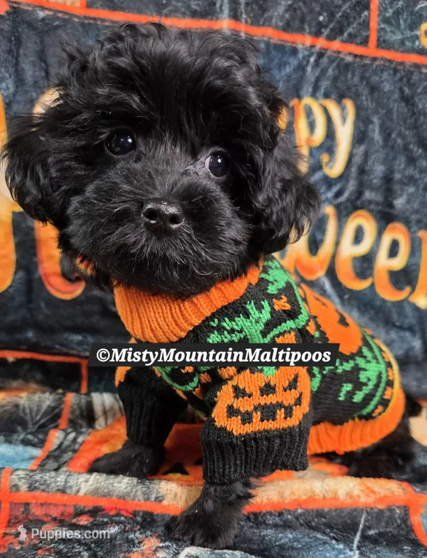 The Darkness – Maltipoo puppy for sale in Spring City, TN