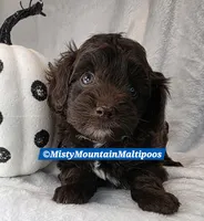 CADBURY, a male Maltipoo and Biewer for sale in Spring City, TN – 2 of 10