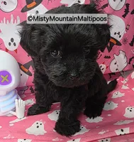 Frass, a male Maltipoo for sale in Spring City, TN – 6 of 10