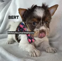 BURT, a male Biewer for sale in Spring City, TN – 4 of 10