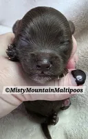TRES, a male Maltipoo and Biewer for sale in Spring City, TN – 5 of 7