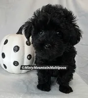 The Darkness, a male Maltipoo for sale in Spring City, TN – 3 of 10