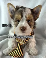 ERNIE, a male Biewer for sale in Spring City, TN – 8 of 10