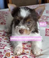Price Reduced! BERT, a male Biewer for sale in Spring City, TN – 5 of 10