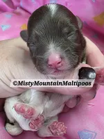 UNO, a female Maltipoo and Biewer for sale in Spring City, TN – 4 of 10
