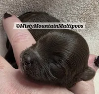 TRES, a male Maltipoo and Biewer for sale in Spring City, TN – 2 of 7
