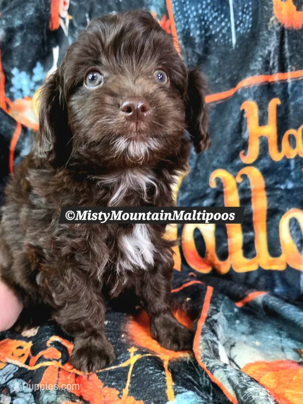 CADBURY – Maltipoo, Biewer puppy for sale in Spring City, TN