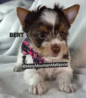 BURT, a male Biewer for sale in Spring City, TN – 3 of 10