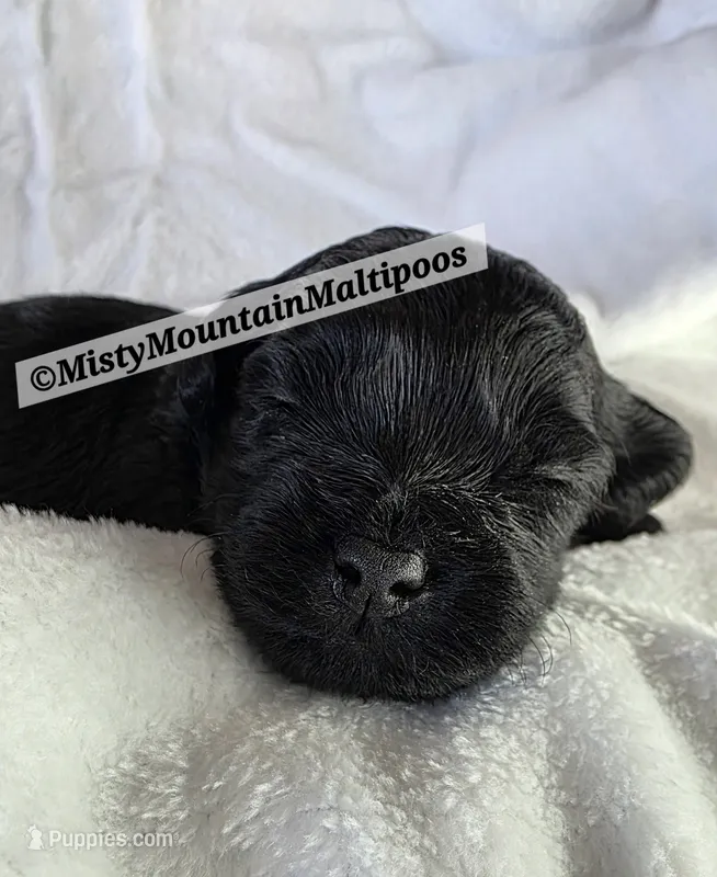 Frass – Maltipoo puppy for sale in Spring City, TN