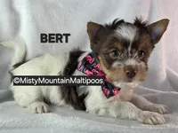 BURT, a male Biewer for sale in Spring City, TN – 7 of 10