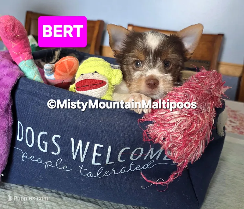 BURT – Biewer puppy for sale in Spring City, TN