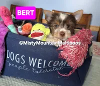 Price Reduced! BERT, a male Biewer for sale in Spring City, TN – 9 of 10