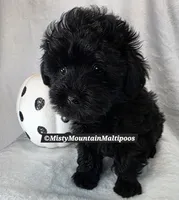 The Darkness, a male Maltipoo for sale in Spring City, TN – 2 of 10