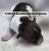 DOS, a male Maltipoo and Biewer for sale in Spring City, TN – 2 of 7