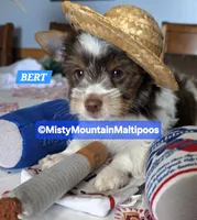 Price Reduced! BERT, a male Biewer for sale in Spring City, TN – 3 of 10
