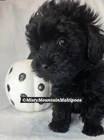 The Darkness, a male Maltipoo for sale in Spring City, TN – 6 of 10