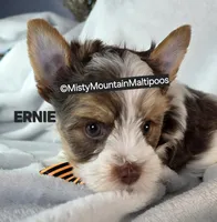 ERNIE, a male Biewer for sale in Spring City, TN – 2 of 10