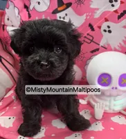 Frass, a male Maltipoo for sale in Spring City, TN – 7 of 10