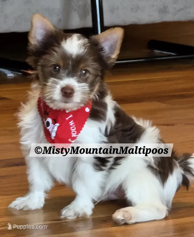 The Bert Man!! – Biewer puppy for sale in Spring City, TN