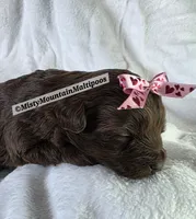 PENDING, a female Maltipoo for sale in Spring City, TN – 4 of 10