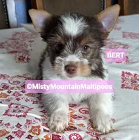 Price Reduced! BERT, a male Biewer for sale in Spring City, TN – 6 of 10