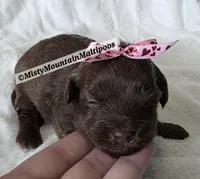 PENDING, a female Maltipoo for sale in Spring City, TN – 2 of 10