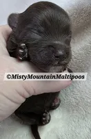 TRES, a male Maltipoo and Biewer for sale in Spring City, TN – 3 of 7