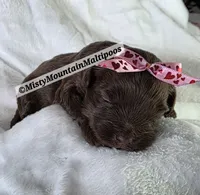 PENDING, a female Maltipoo for sale in Spring City, TN – 5 of 10
