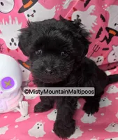 Frass, a male Maltipoo for sale in Spring City, TN – 5 of 10