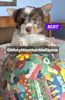 Price Reduced! BERT, a male Biewer for sale in Spring City, TN – 2 of 10