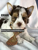 ERNIE, a male Biewer for sale in Spring City, TN – 7 of 10