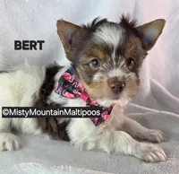 BURT, a male Biewer for sale in Spring City, TN – 8 of 10