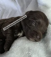 Uno, a male Maltipoo and Biewer for sale in Spring City, TN – 2 of 9