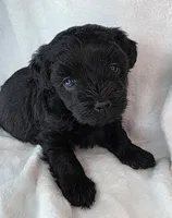 Frass, a male Maltipoo for sale in Spring City, TN – 10 of 10