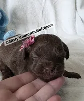 PENDING, a female Maltipoo for sale in Spring City, TN – 7 of 10