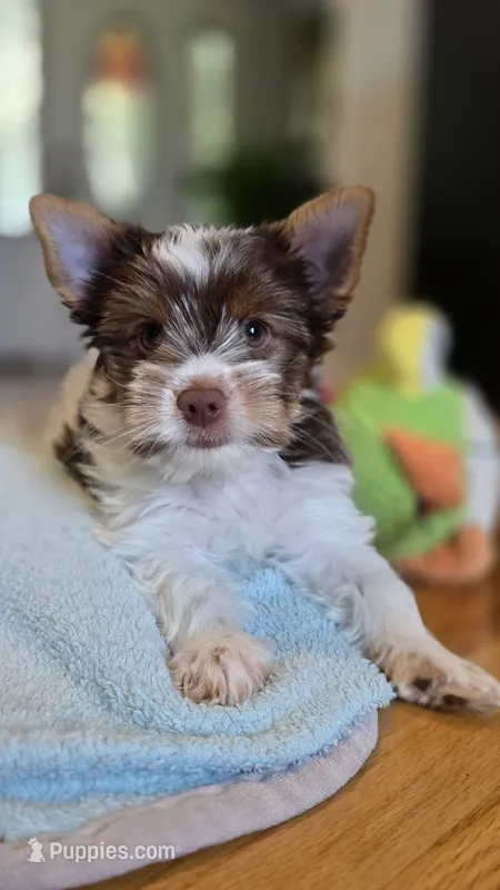 The Bert Man!! – Biewer puppy for sale in Spring City, TN